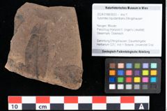 Foto (Objekt + Etikett) von Xylomites liquidambaris Ettingshausen (NHMW-GEO-2024-0188-0053)